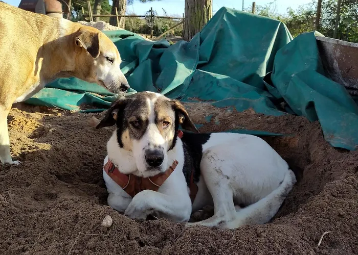 Cosy Nest In Animal Rescue Monte Dos Vagabundos