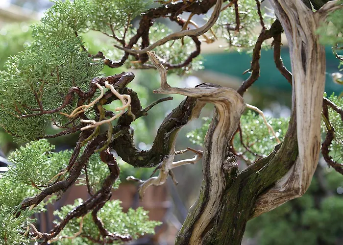 Quinta Das Eirinhas-Jardim De Bonsai